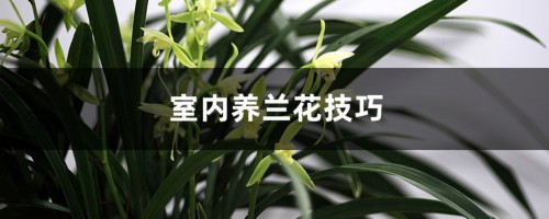 室内养兰花技巧，如何养才开花